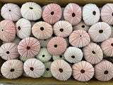 100 Pieces Natural Pink Sea URCHINS Sea Shell Beach Wedding Craft Shells
