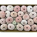 100 Pieces Natural Pink Sea URCHINS Sea Shell Beach Wedding Craft Shells