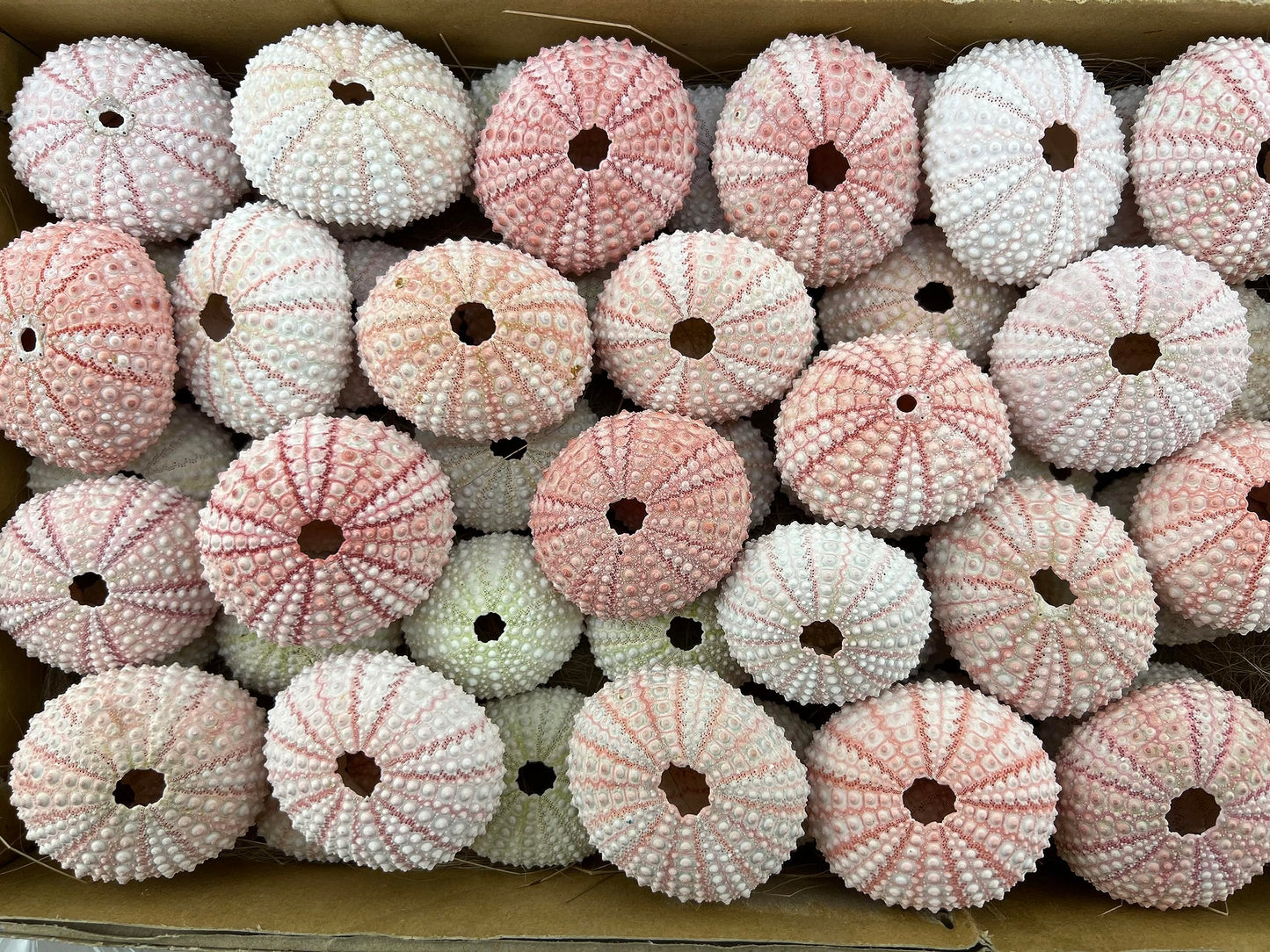 100 Pieces Natural Pink Sea URCHINS Sea Shell Beach Wedding Craft Shells