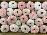 100 Pieces Natural Pink Sea URCHINS Sea Shell Beach Wedding Craft Shells