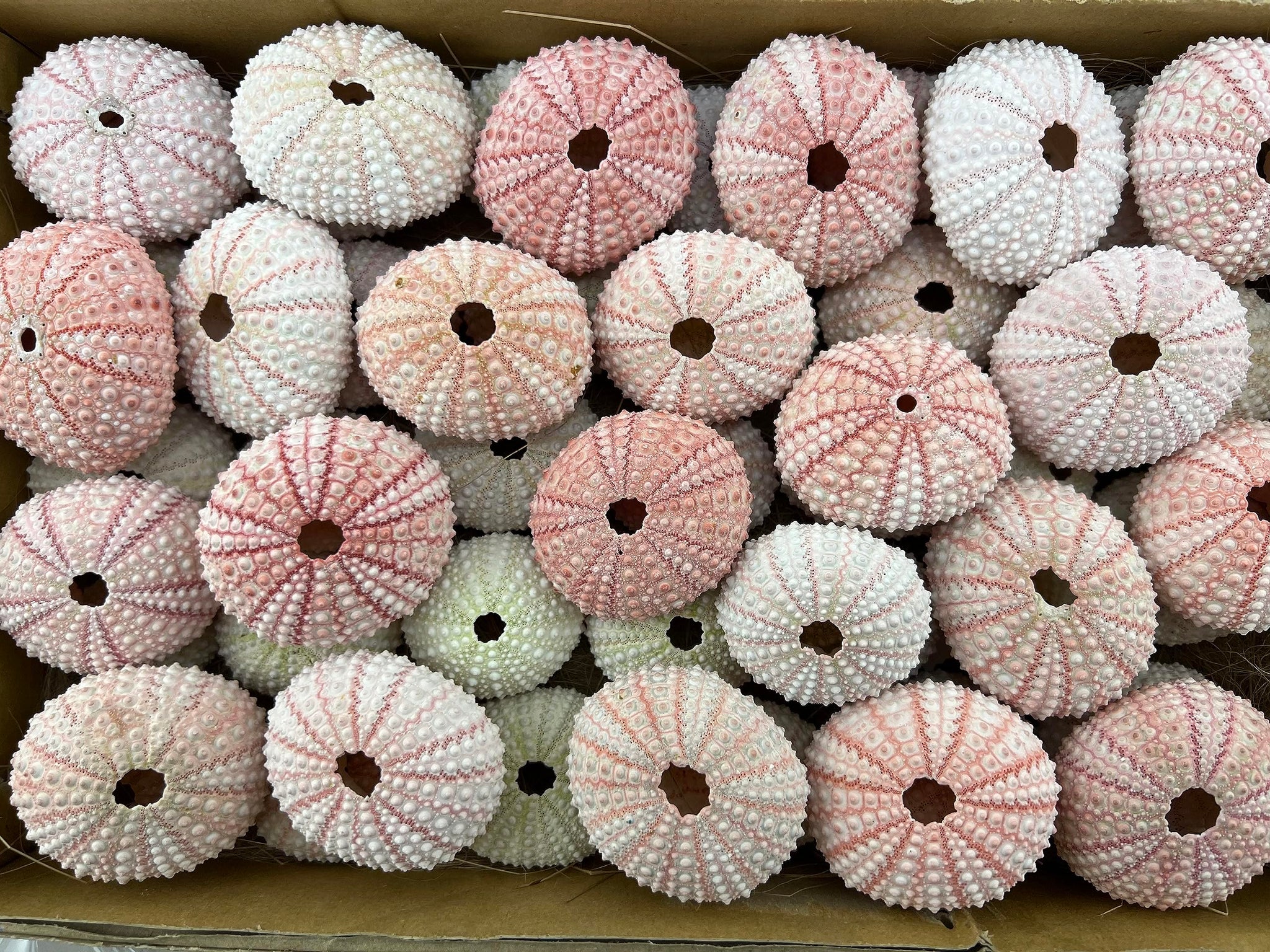 100 Pieces Natural Pink Sea URCHINS Sea Shell Beach Wedding Craft Shells