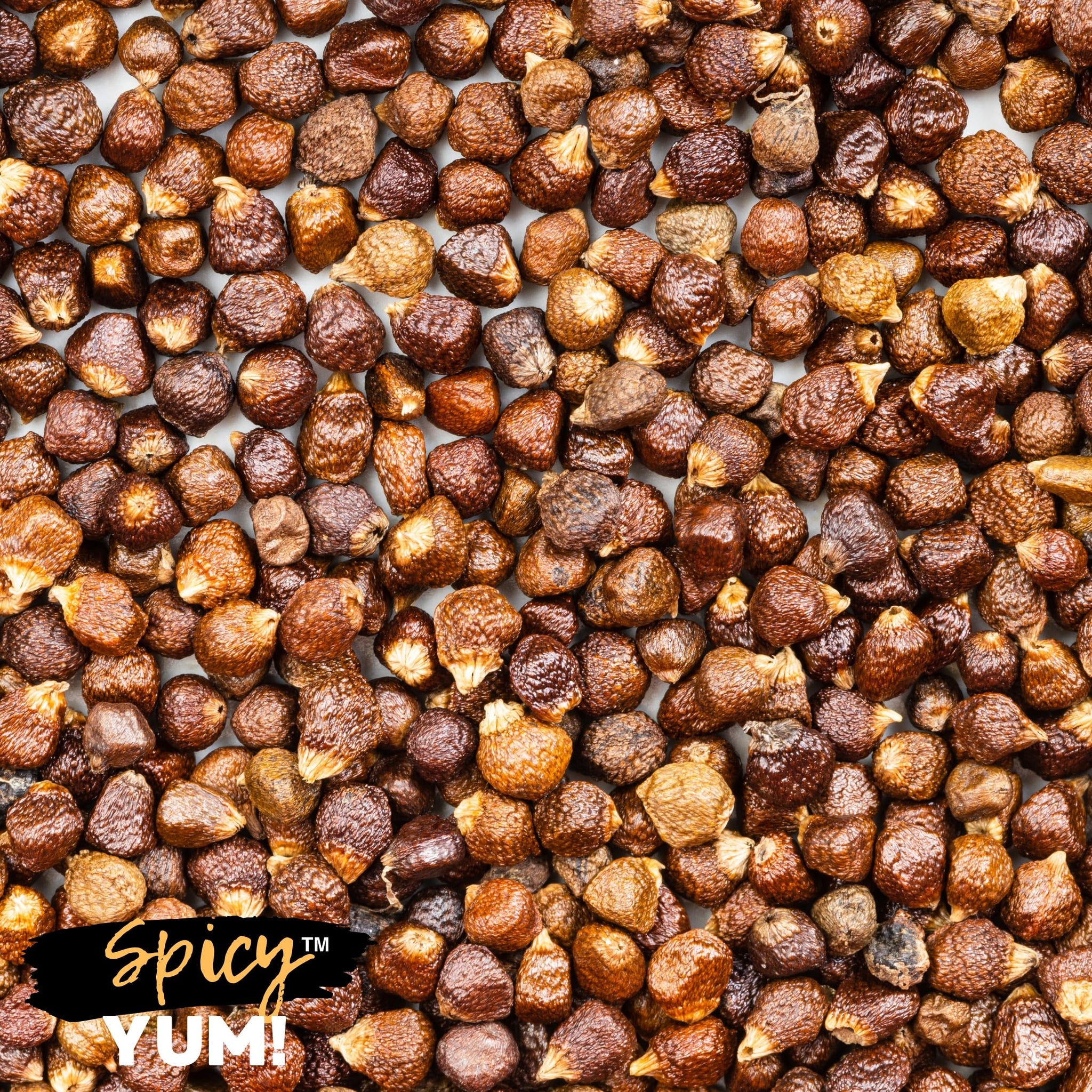 Spicy Yum! Grains of Paradise - Alligator Pepper, Atare, Guinea Spice, Melegueta Seeds (Whole - 3 Pounds / 48 oz)