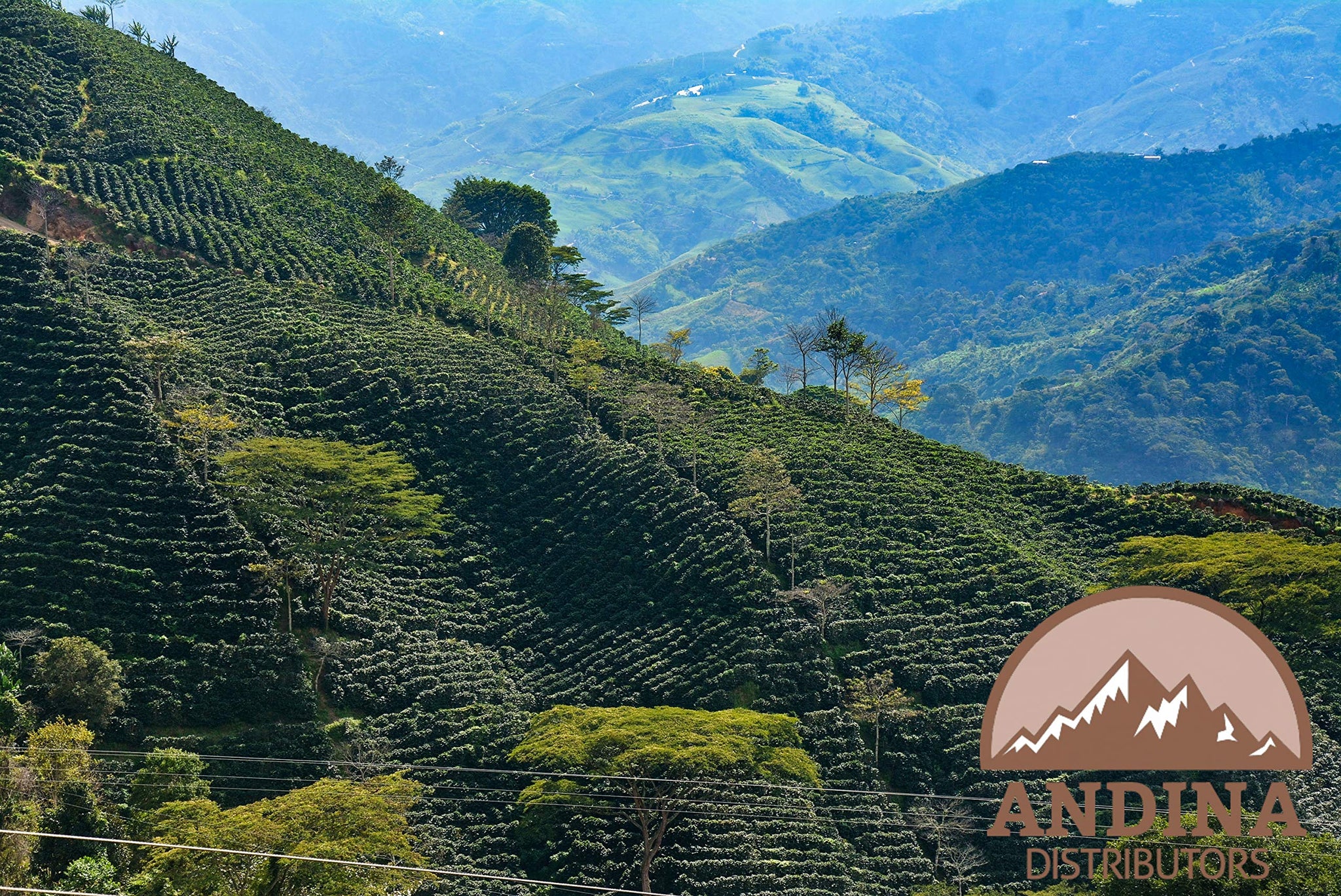 Andina Distributors 1lb - Colombian Dark Premium Roast - Whole Bean Coffee - Low Acidity