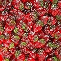 Smarty Stop Gummy Collections (Strawberries, 2 Pound (Pack of 1))