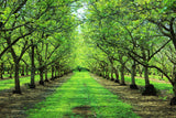 California Grown Chandler Walnuts, 100% Natural, Raw, Shelled Halves and Pieces, 1 Pound - Non-GMO Verified