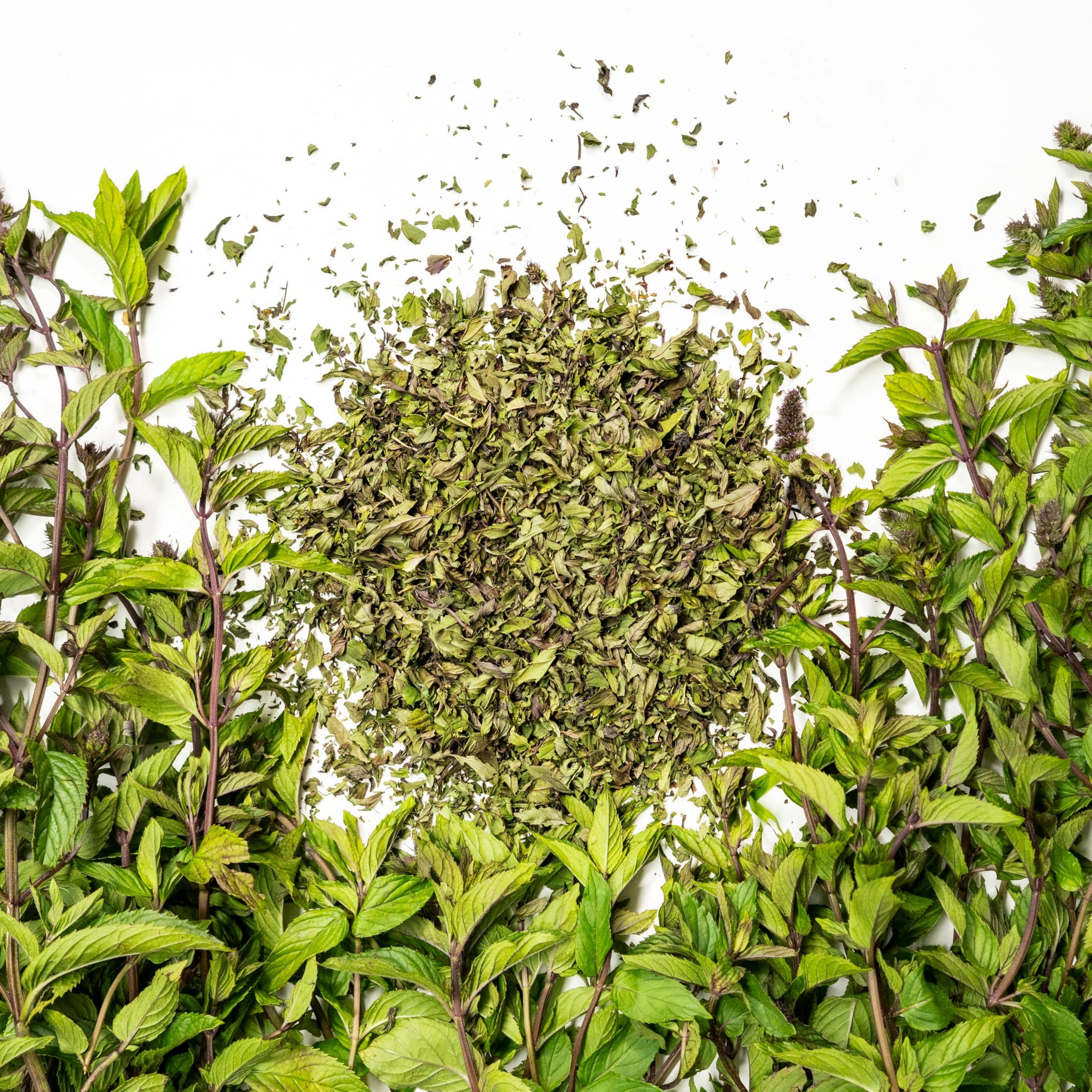 Chocolate Peppermint Herbal Tea | Sacred Blossom Farm | 1.7 oz. Loose Leaf | Ease Digestion & Headache* | Organically Grown in Wisconsin | Caffeine