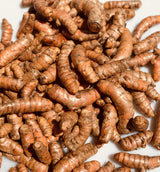 Kejora Fresh Turmeric - 4 lbs
