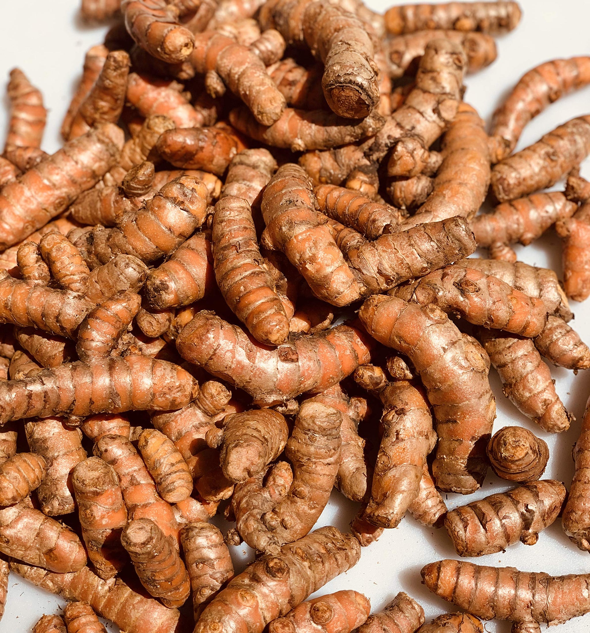Kejora Fresh Turmeric - 4 lbs